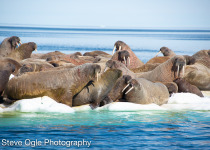 Walrus on ice