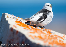 Snow Bunting