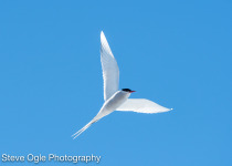 Arctic Tern