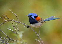 Blue-breasted Fairywren