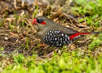 Red-eared Firetail