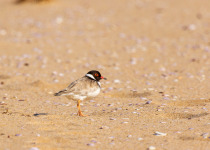 Hooded Plover