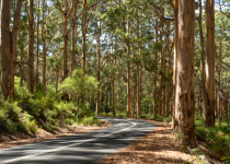 Karri trees