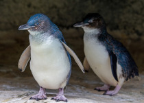 Little Penguins