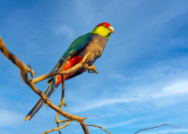 The Australian Red-capped Parrot