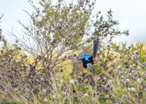 The red-winged fairy wren is a tiny bird, endemic to South-Western Australia. This is the male, in his bright breeding plumage. The female is less colourful.