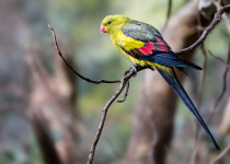Regent Parrot (Polytelis anthopeplus)
