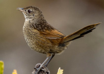 Western Bristlebird