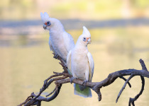 Two western corellas (white and yellow cockatoo or parrot)