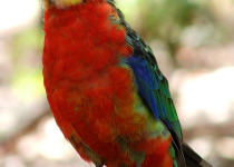 Western Rosella