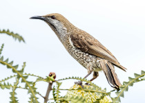 Western Wattlebird