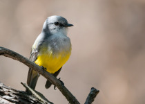 Western Yellow Robin