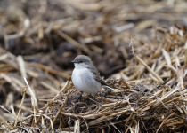 White-breasted Robin