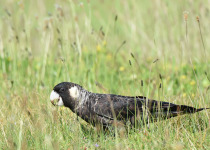 Carnaby's Black Cockatoo