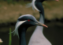 African Crane