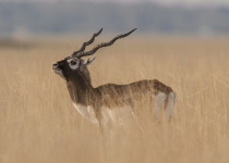 Blackbuck Antelope