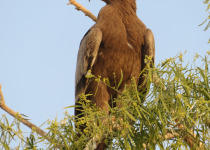 Indian Steppe Eagle