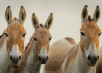Indian Wild Ass