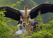 Painted Stork