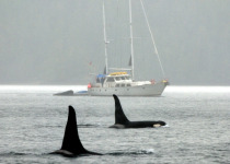 Orcas and Odyssey