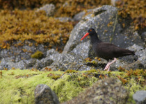 Oyster Catcher