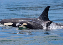 Orcas