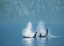 Orcas