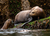 Steller sea lions interacting near Port McNeill, Vancouver Island, Canada