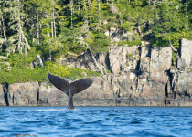 Humpback tail
