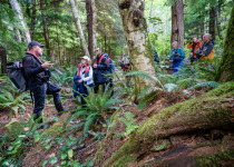Visiting temperate rainforest