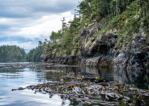 Kelp beds, North Vancouver Island