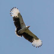 Palm-nut vulture