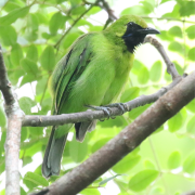 Blue-winged Leafbird