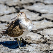 Common Sandpiper