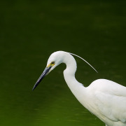 Little Egret