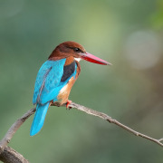 White-throated Kingfisher