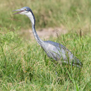 Black-headed Heron