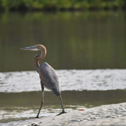Goliath Heron