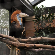 Great Blue Turaco