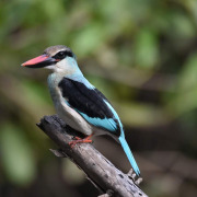 Woodland Kingfisher