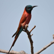 Southern Carmine Bee-eater