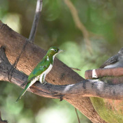 African emerald cuckoo