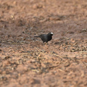 White-rumped Wheatear