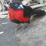 Crimson-breasted Shrike