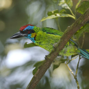 Crimson-winged Woodpecker