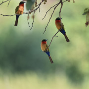 Red-throated Bee-eater