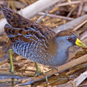 Sora
