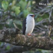 Black-faced Hawk