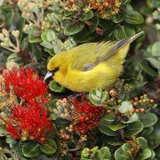 Hawaii Amakihi