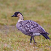 Nene (Hawaiian Goose)